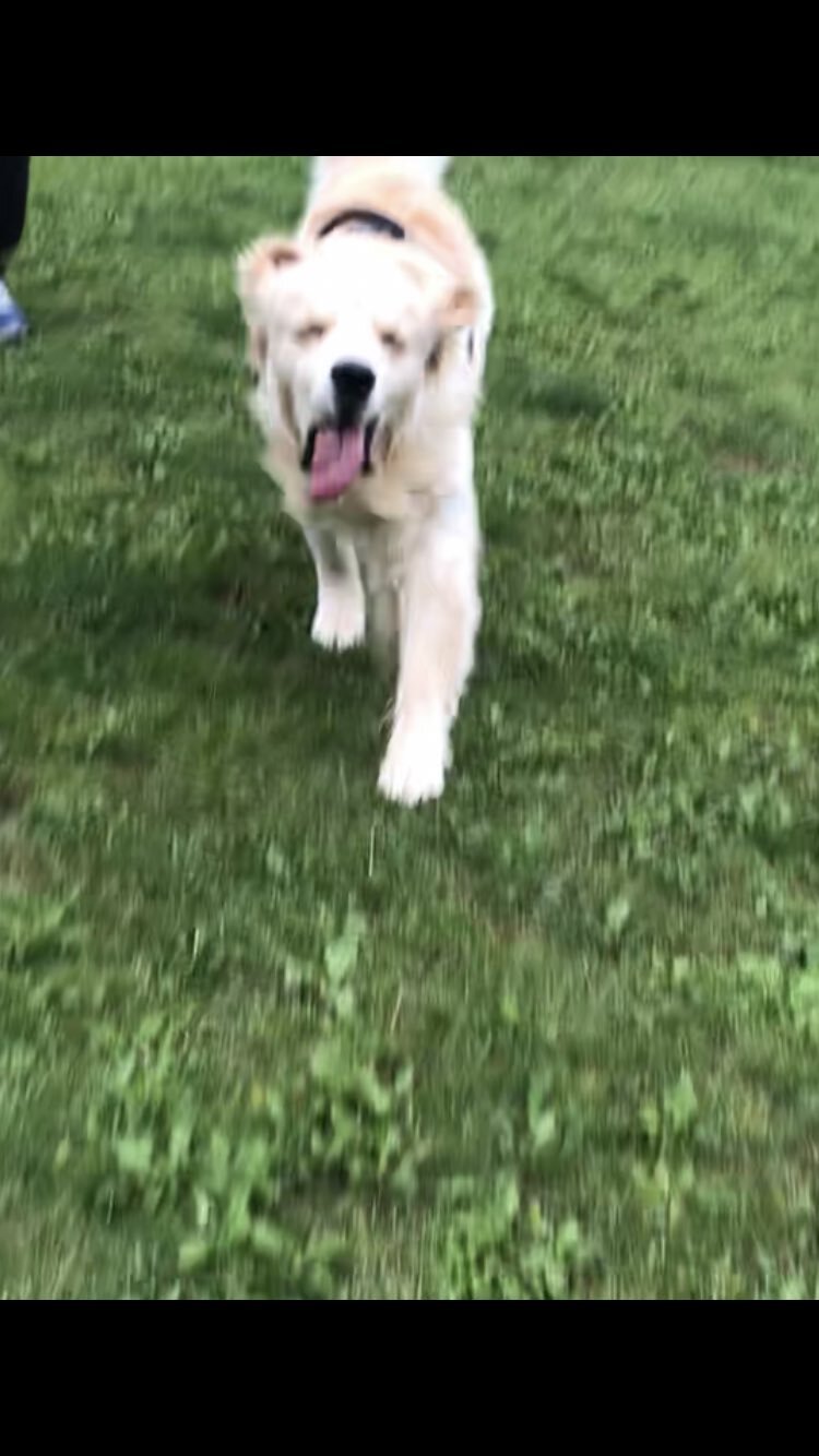 出所：@elmo_golret