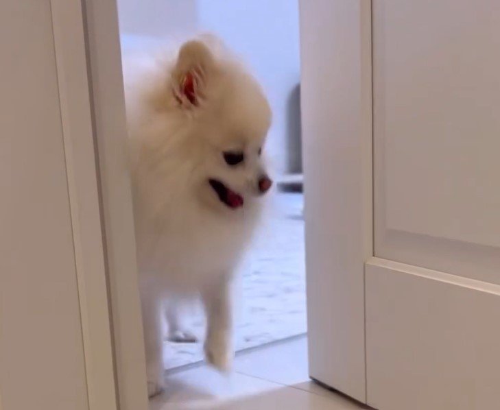 出所：@boku_ponchan