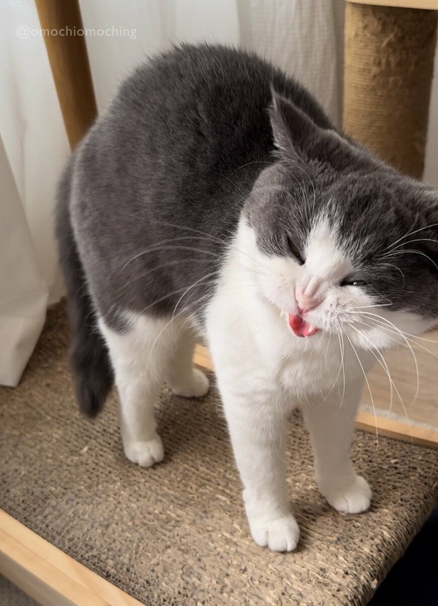 出所：@omochiomoching