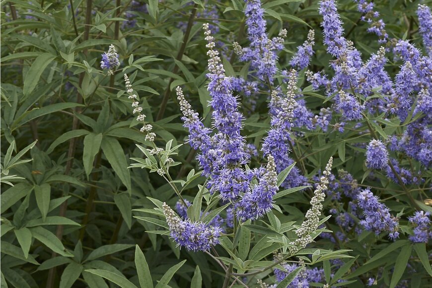 simona pavan/Shutterstock.com