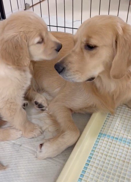 出所：@pu_channeldesu