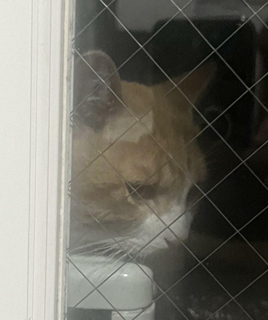 出所：@Neko2Obasan