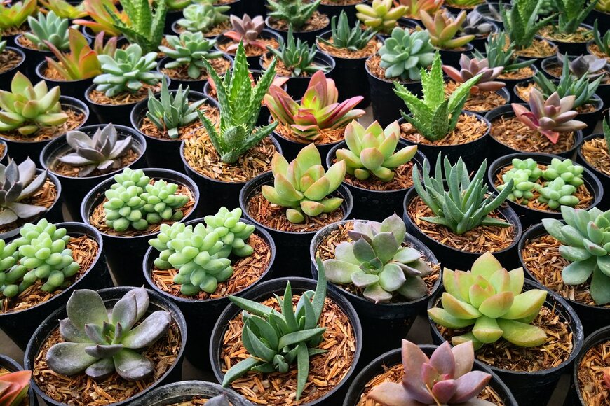 Omkoi/Shutterstock.com