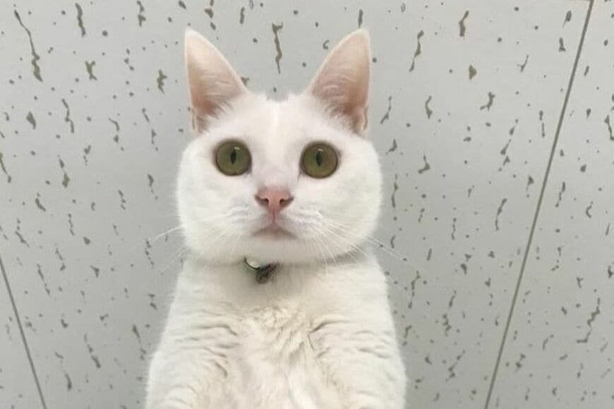 「毎日借りたい」猫ちゃんのお手々がかわいい…　大きく開かれたパーに「こんな感じにも開くのね」