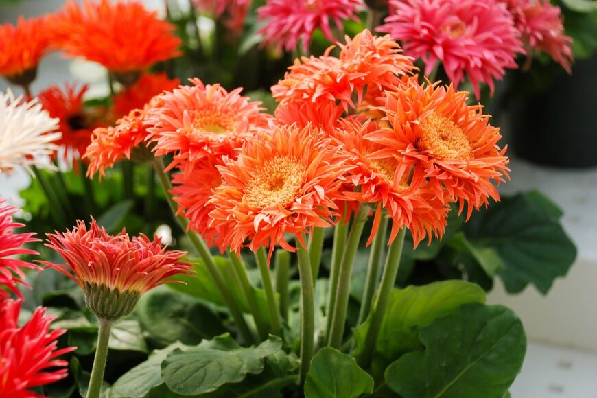 Yui Yuize/shutterstock.com