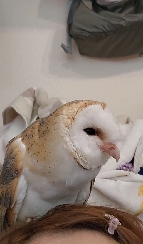 出所：@miki4wan108