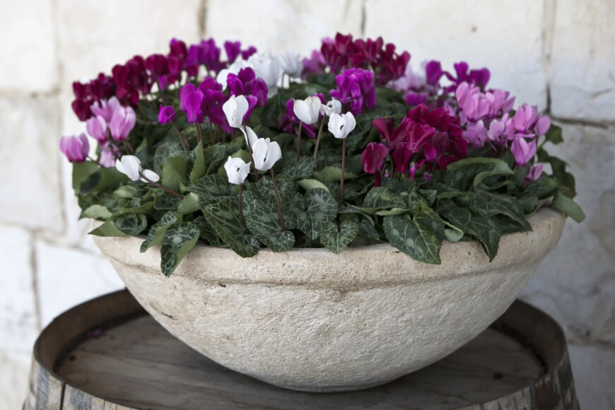 Elena Rostunova/shutterstock.com