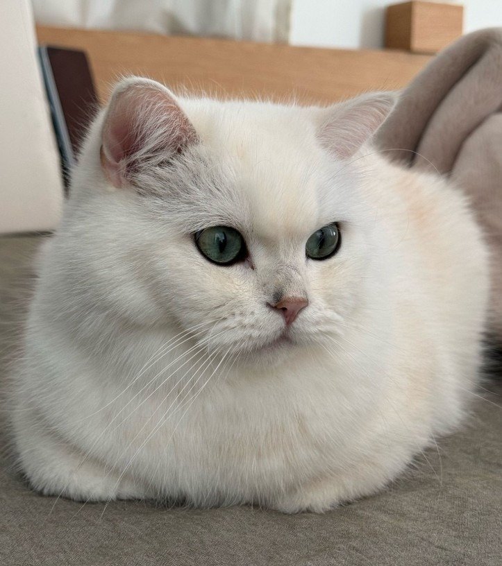 出所：@momosuikitty