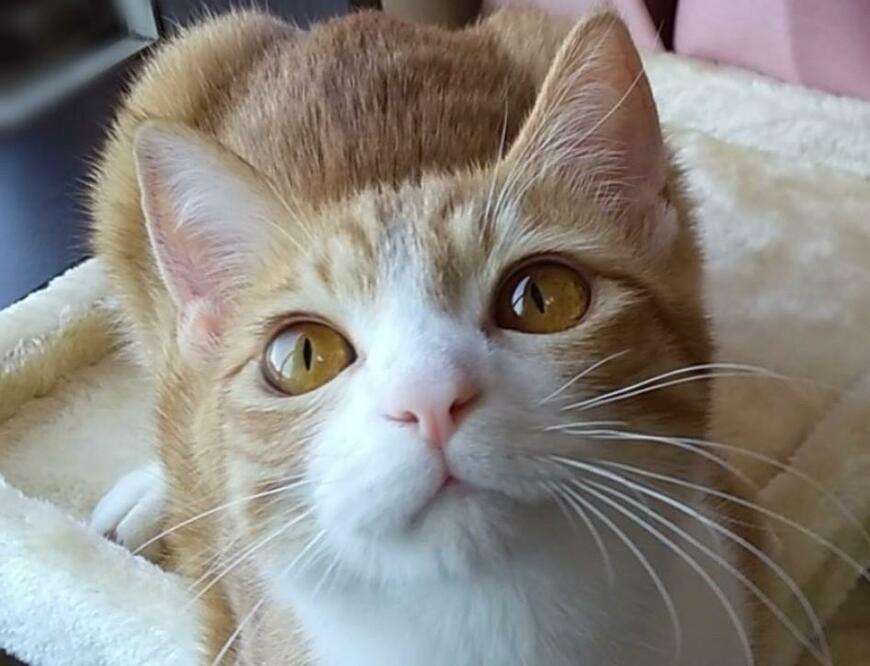 出所：@mero627puri914