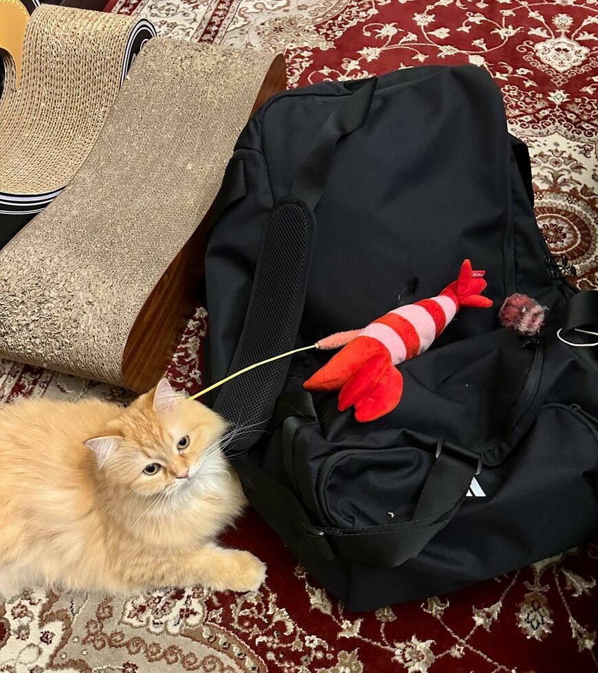 出所：@NEKOLAND13