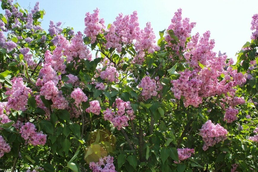 ライラック　Lidia Efimova/shutterstock.com