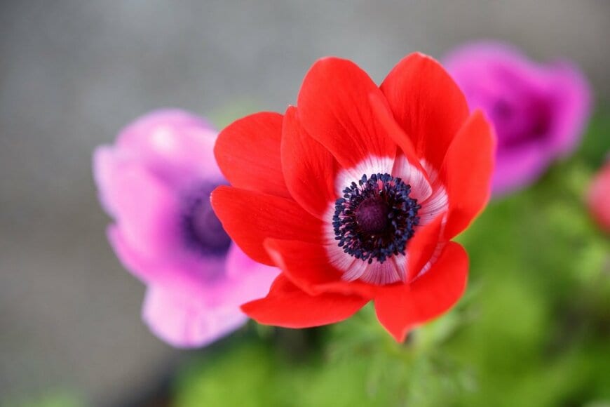 TOMO/shutterstock.com