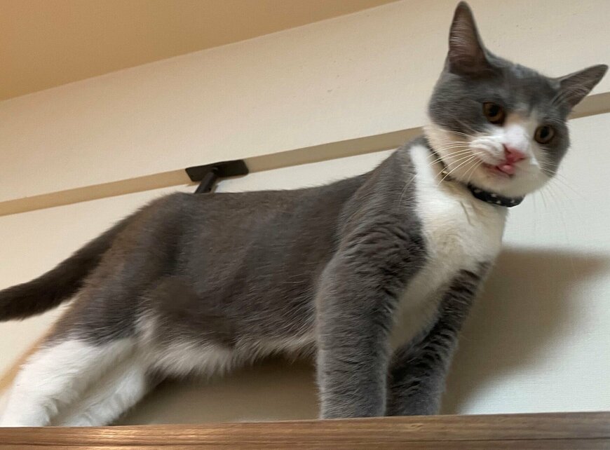 出所：@neko_wagaya