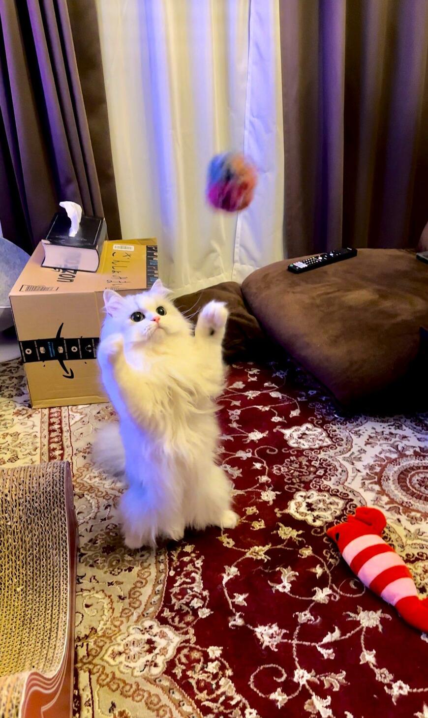 出所：@NEKOLAND13