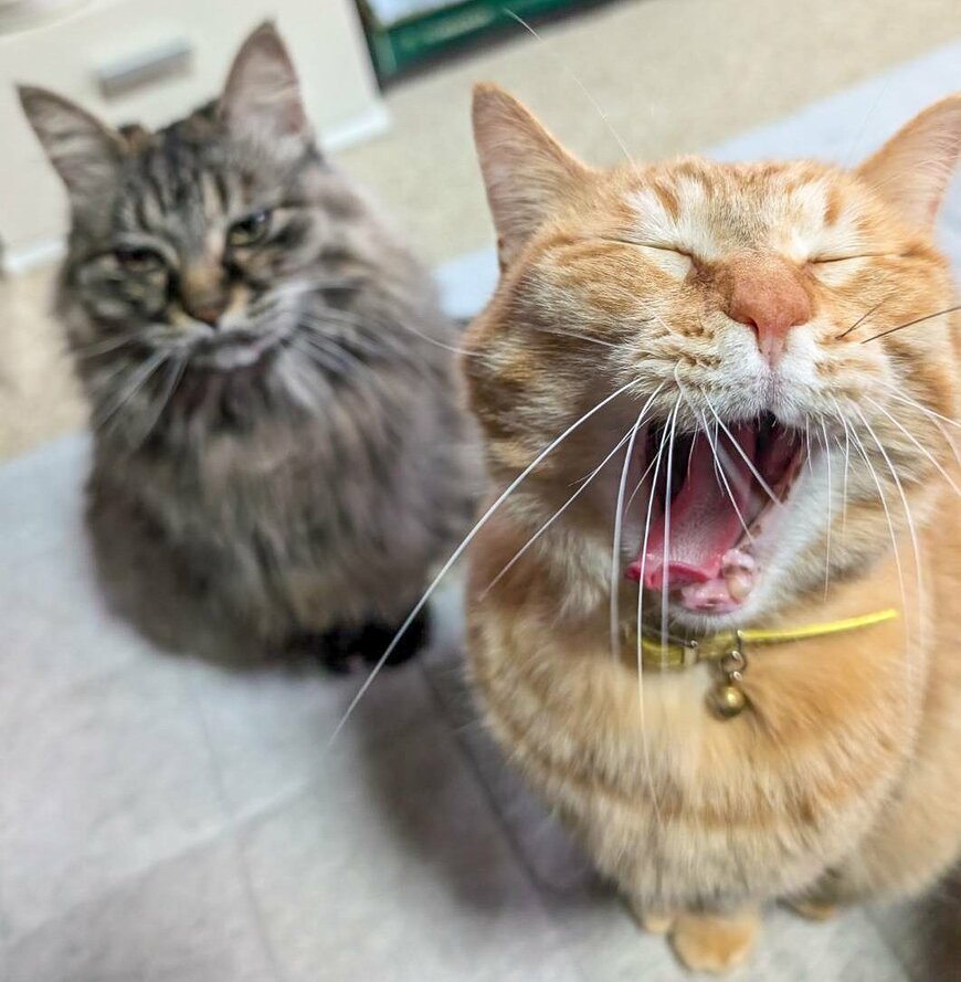 【癒し】豪快にあくびする猫ちゃんの後ろで…「申し訳ない母の顔」をする母猫にほっこり