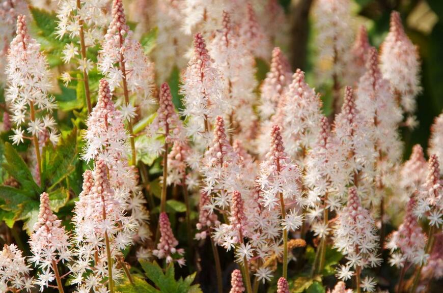 LianeM/shutterstock.com