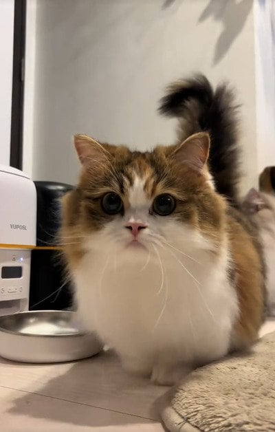 【癒し】美猫ちゃんの可愛すぎる子猫時代に注目！あまりの可愛らしさに目が離せません