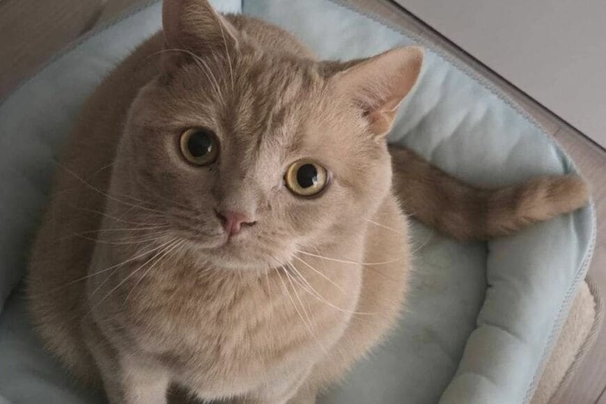 【顔に出やすい猫】お薬タイムがなくなったら　元気になった猫が見せた「予想外すぎる反応」に笑ってしまう