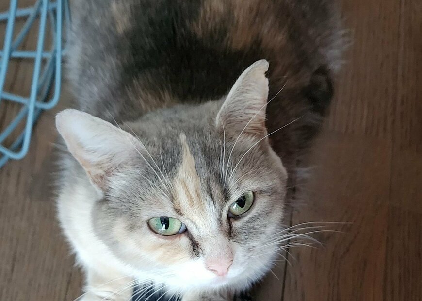 出所：@tokyonyanko0731