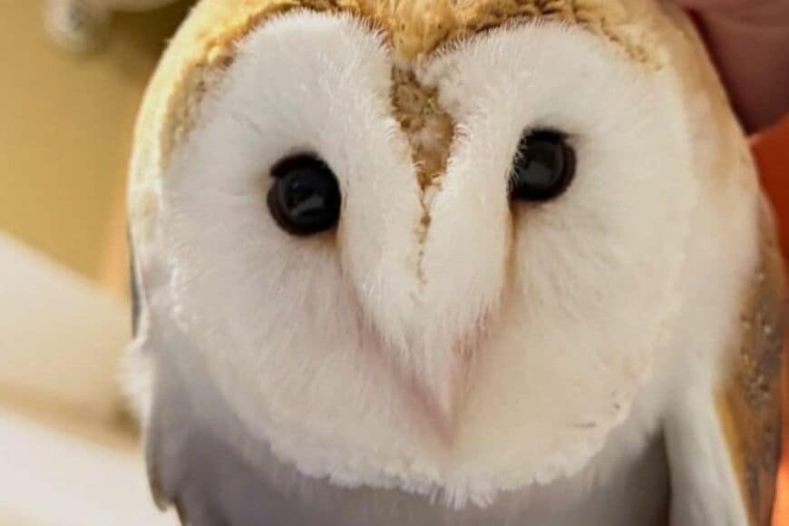 飼い主に「1時間カキカキさせるフクロウ」　甘える姿に思わずキュンとしてしまう…