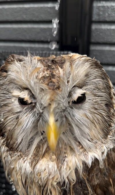 出所：@hiji.mozu_owl