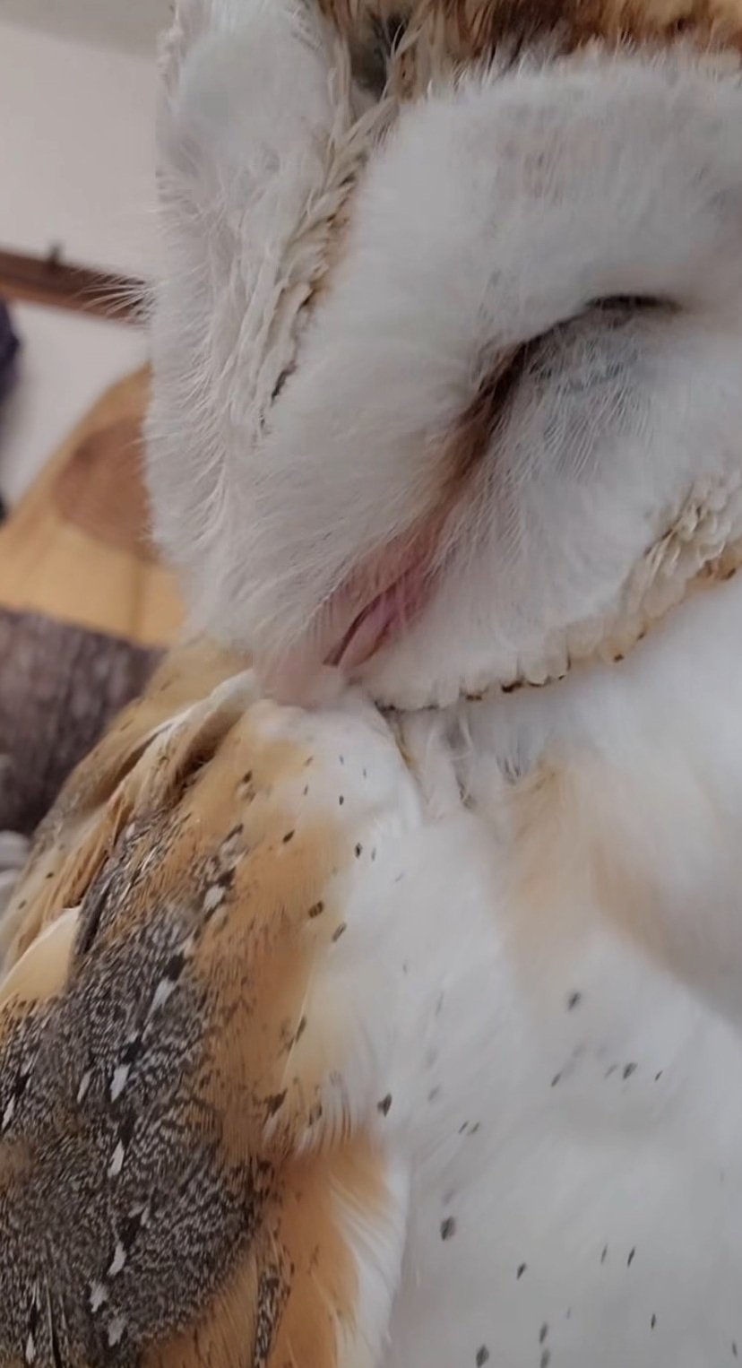 出所：@miki4wan108