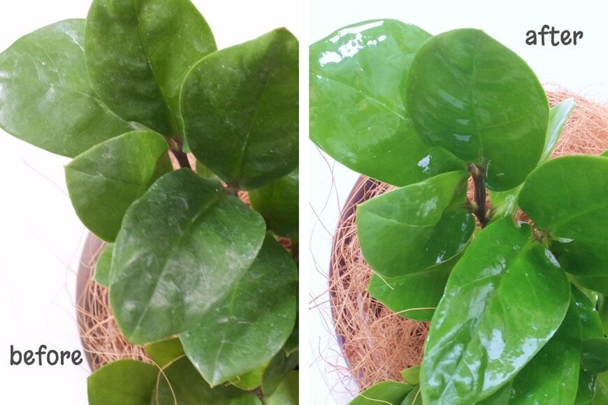 筆者撮影（無印良品 観葉植物用 リーフクリーナー使用前／後）