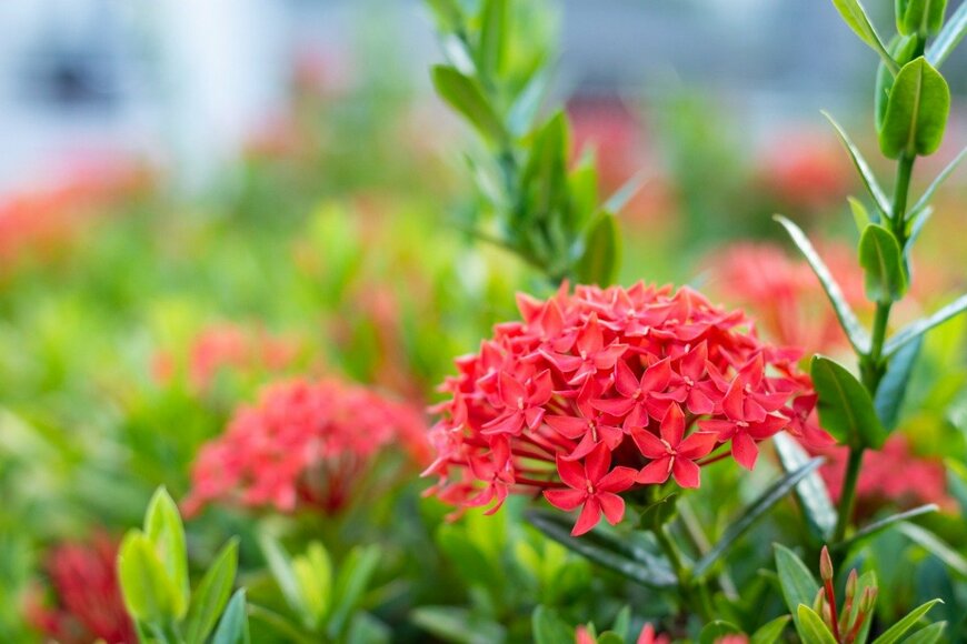 Michael Rafael/istockphoto.com