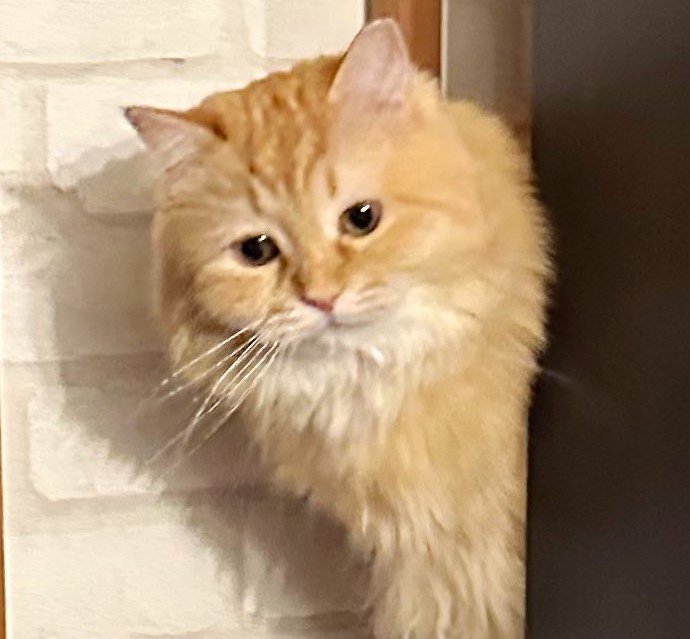 出所：@NEKOLAND13