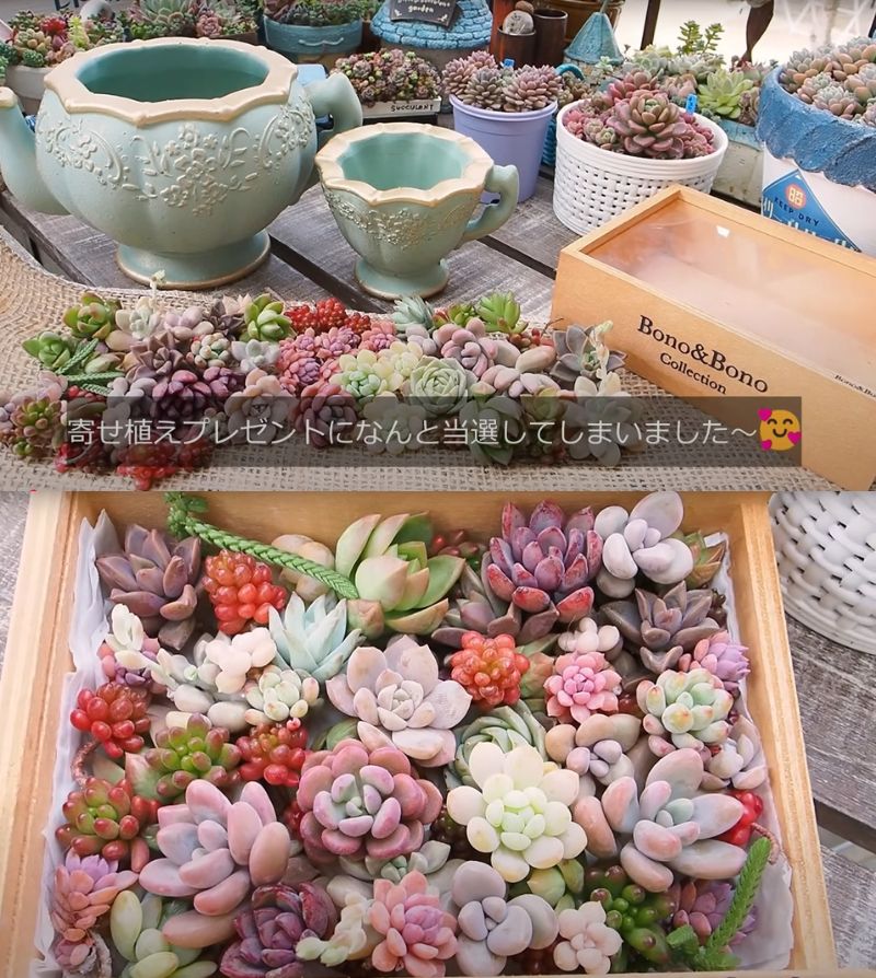 出所：@oliveandsucculentgarden