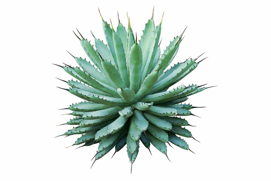 アガベ、するどいトゲが印象的（Taweesak Sriwannawit/Shutterstock.com)