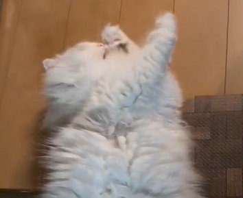 出所：@NEKOLAND13