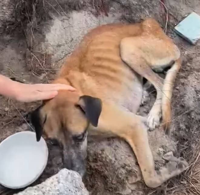 生死を彷徨っていた犬を保護→元気を取り戻し、幸せそうに人間に懐く姿に感動の声