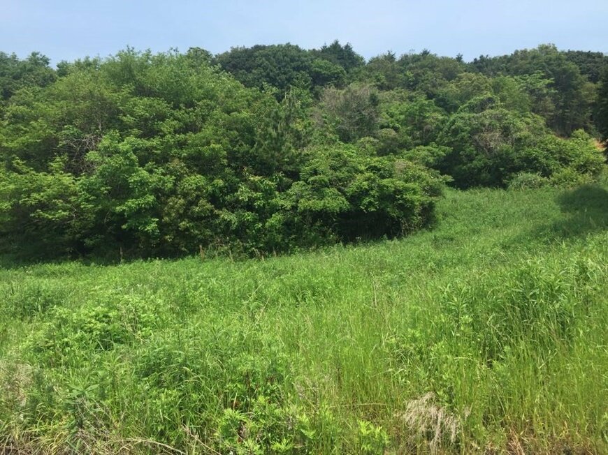 開墾前の風景（資料提供：ブルーベリーヒル淡路）