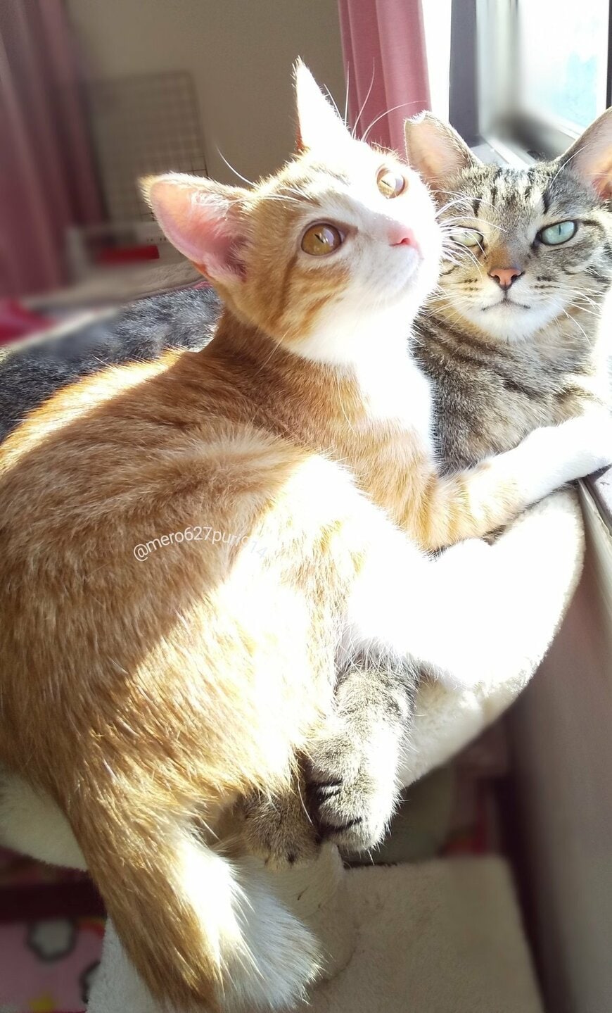 出所：@mero627puri914