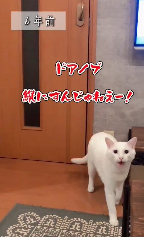 ドアノブを直してほしい猫