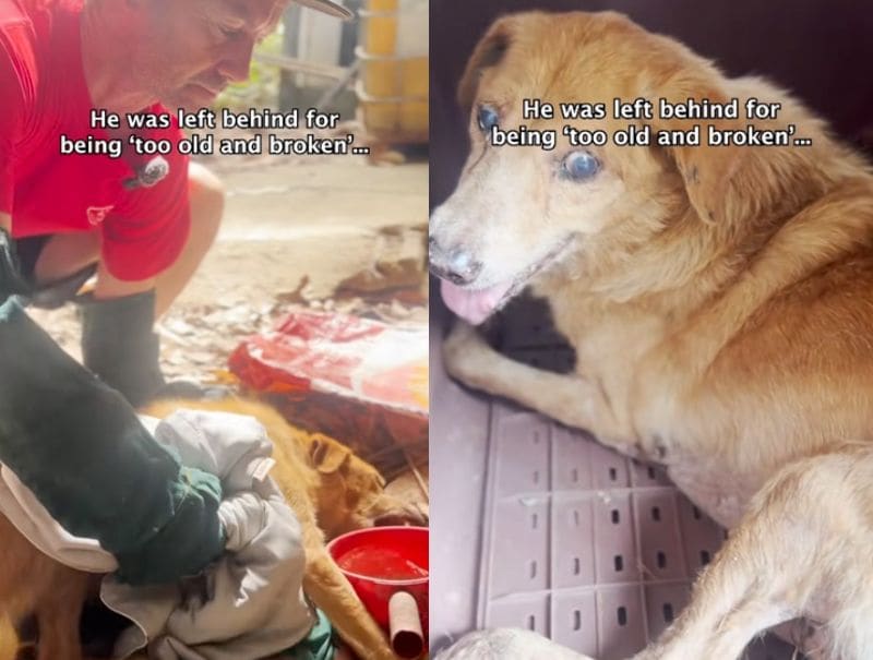 出所：@happydoggoniall