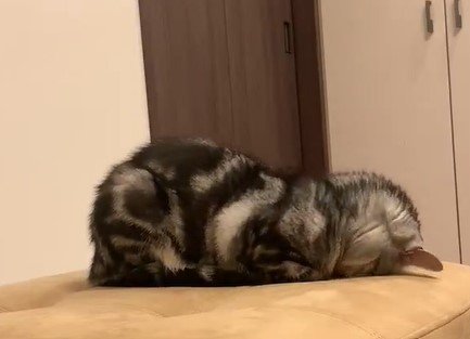 ごめん寝する猫