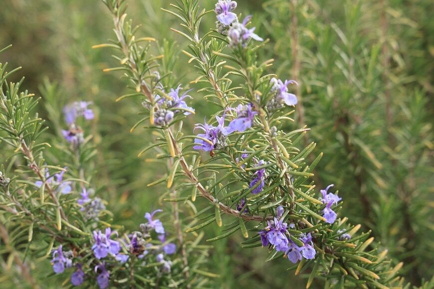 青紫の花をつけたローズマリーの枝