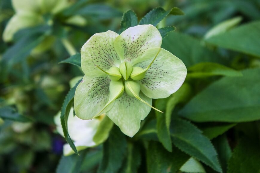 花が咲いているクリスマスローズ。