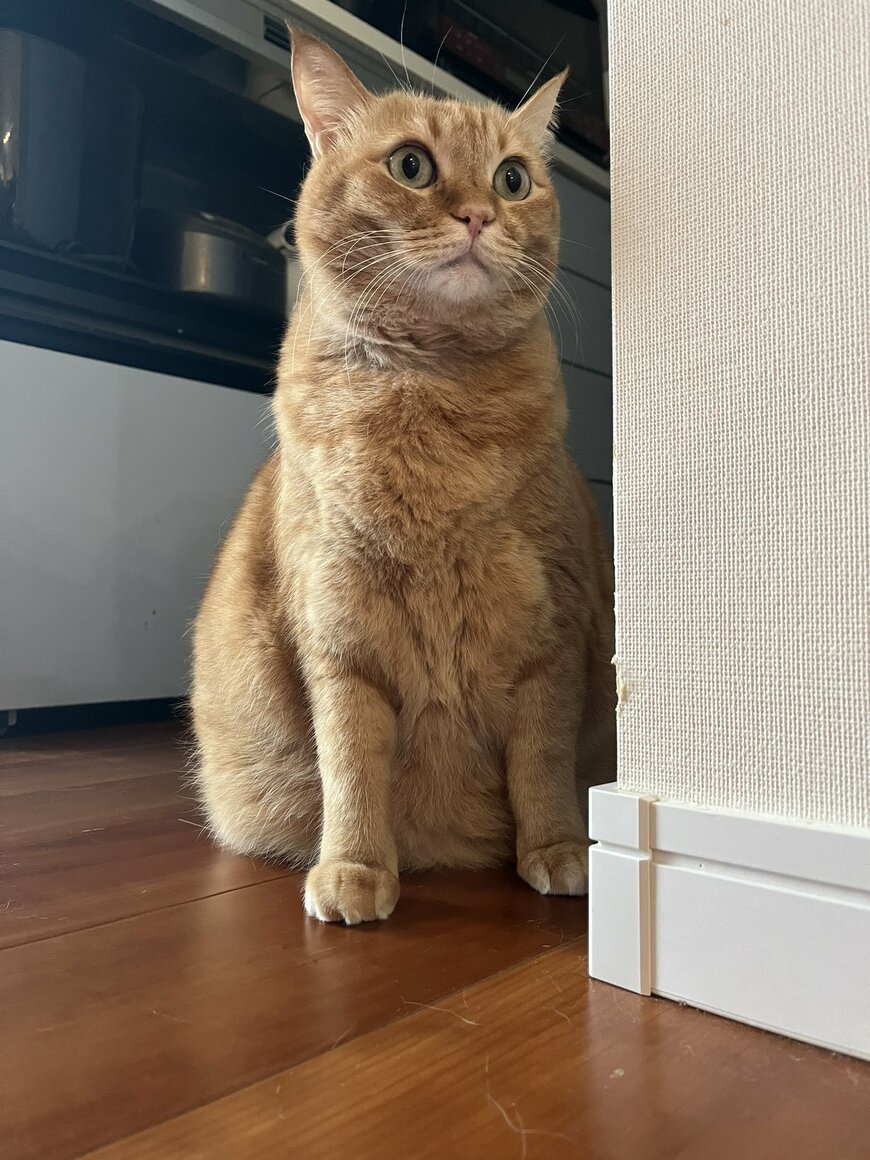 ショックを受ける猫