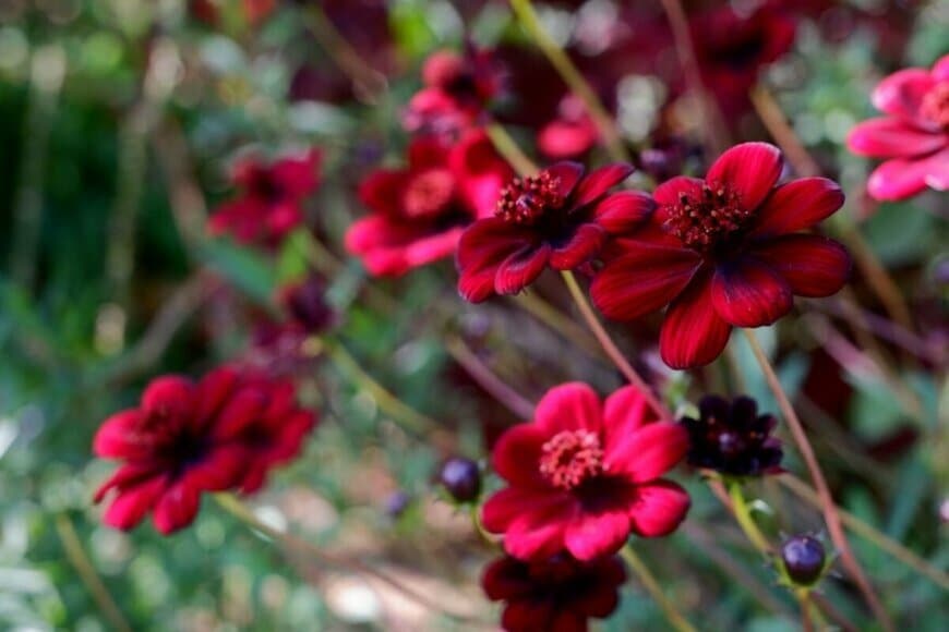 甘い香りがする赤茶色の花が咲くチョコレートコスモス