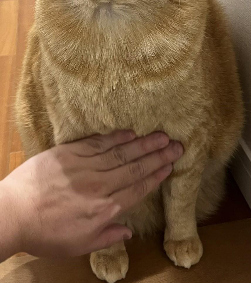 もふもふされる猫