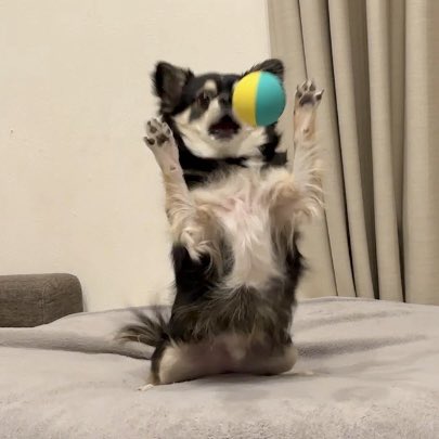 ボールで遊ぶ犬