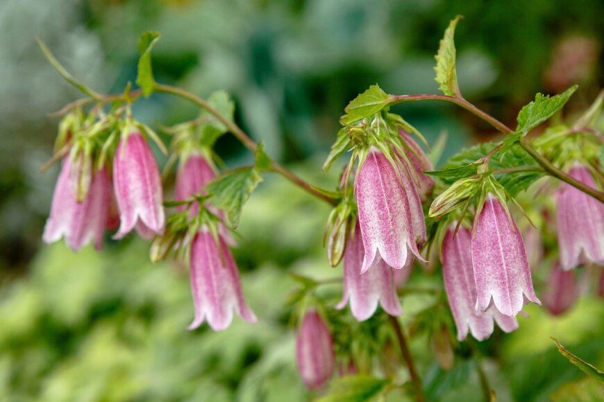 薄紫で釣り鐘型の花を咲かせるホタルブクロ
