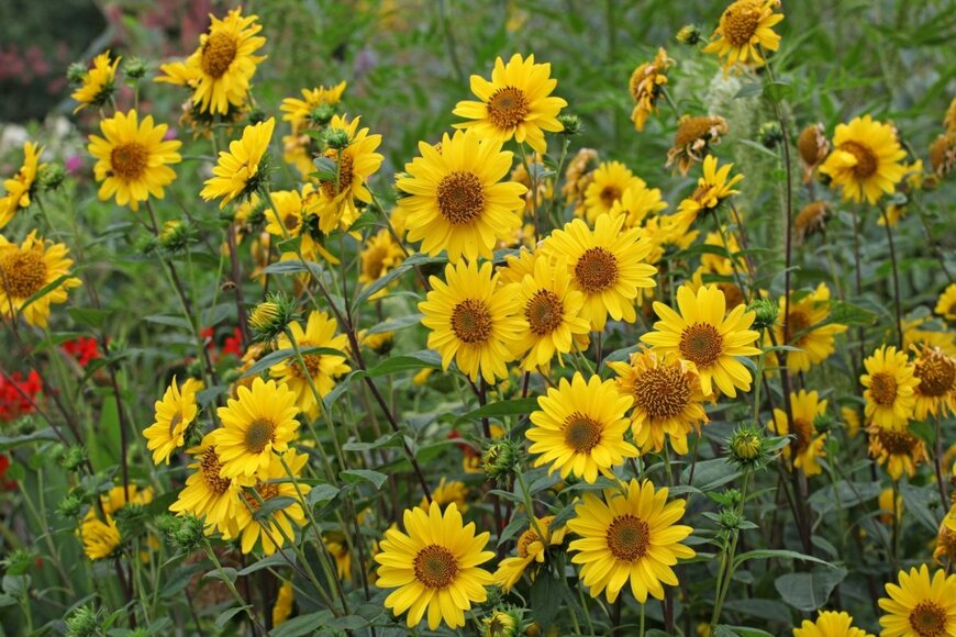 ヘリオプシスの花。花の形はヒマワリに似ている。花弁は黄色、中央部は茶色。