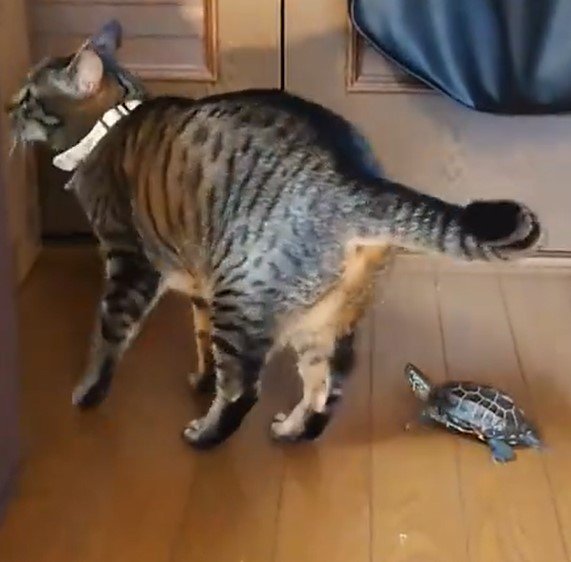 猫と亀