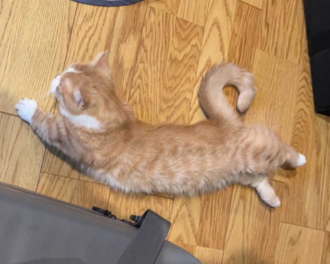 くるくるしっぽの猫