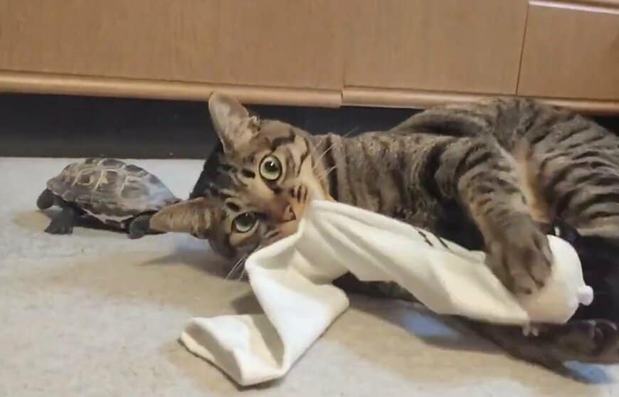 寝ころんで「ケリケリ」する小雪ちゃんと傍で見守る（？）軍曹くん