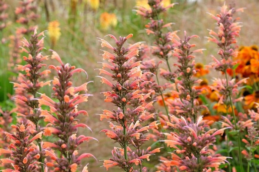 オレンジ色の花を穂状に咲かせているアガスターシェ